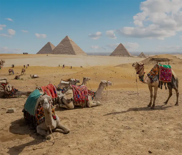 MISIR TURLARI KATEGORİSİ